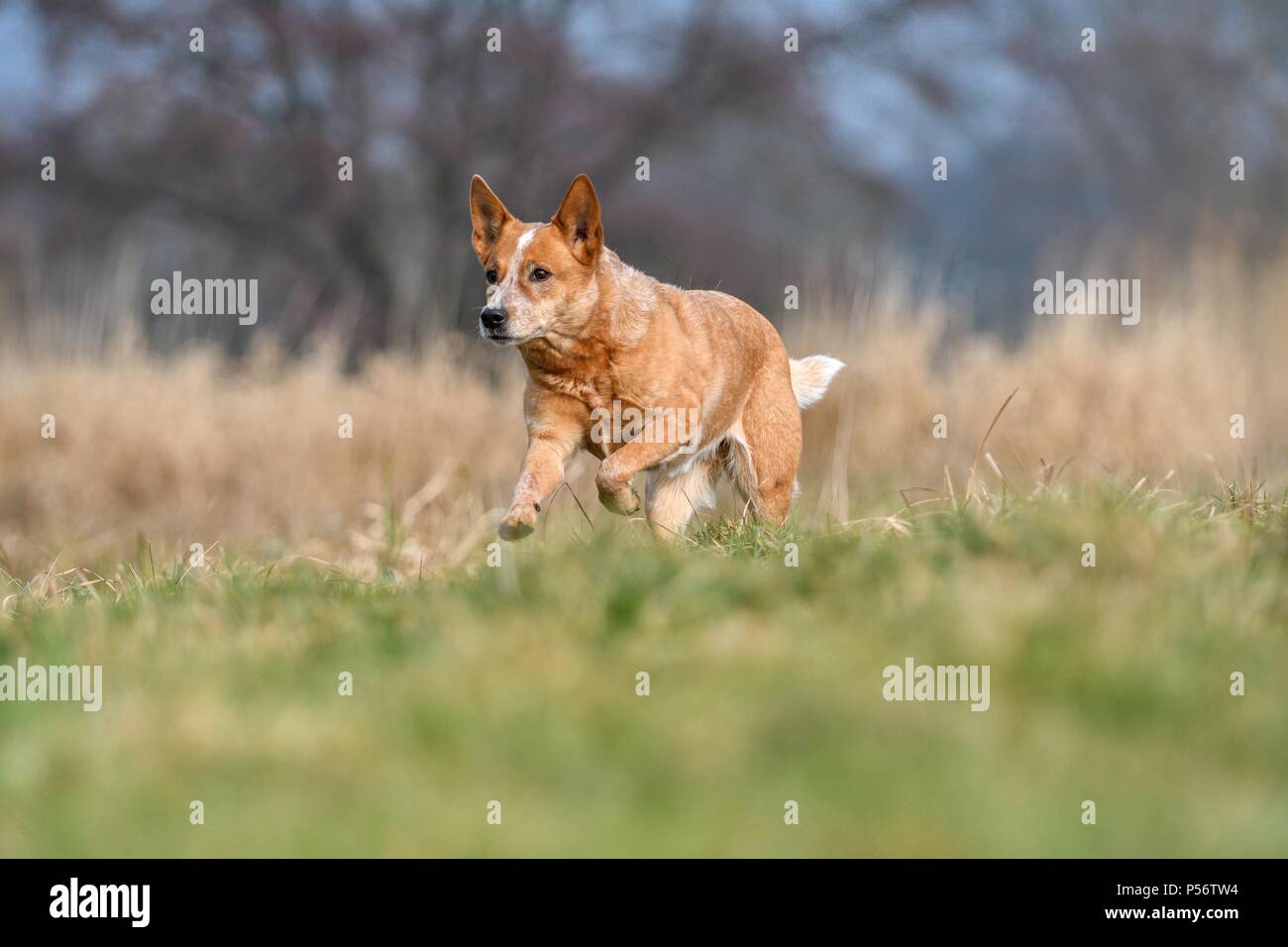 Esecuzione di Miniature pinscher Foto Stock