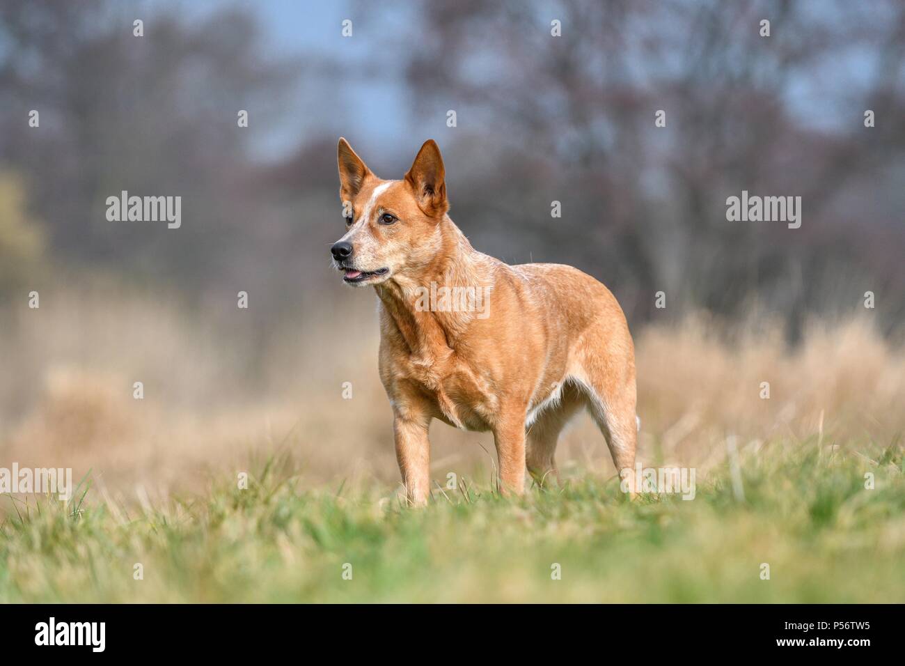 Miniature pinscher Foto Stock