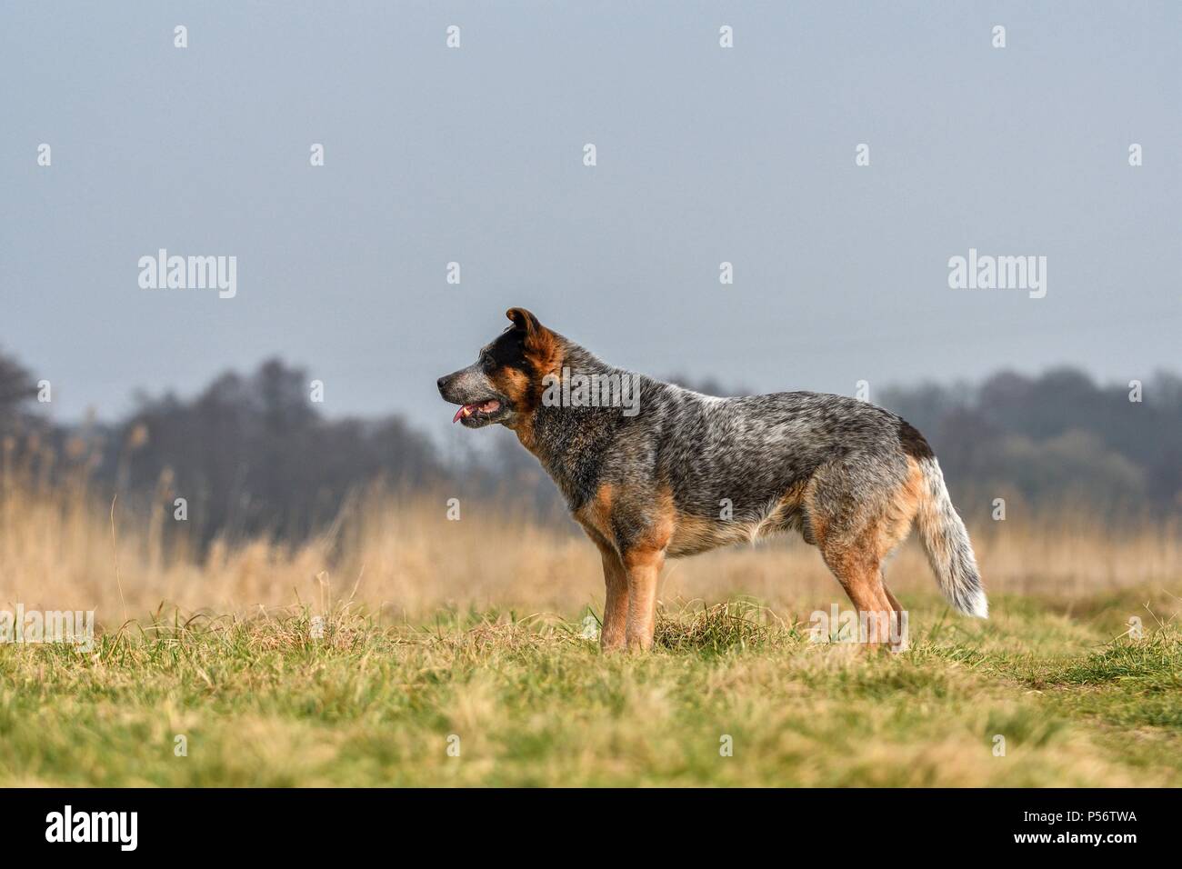 Miniature pinscher Foto Stock