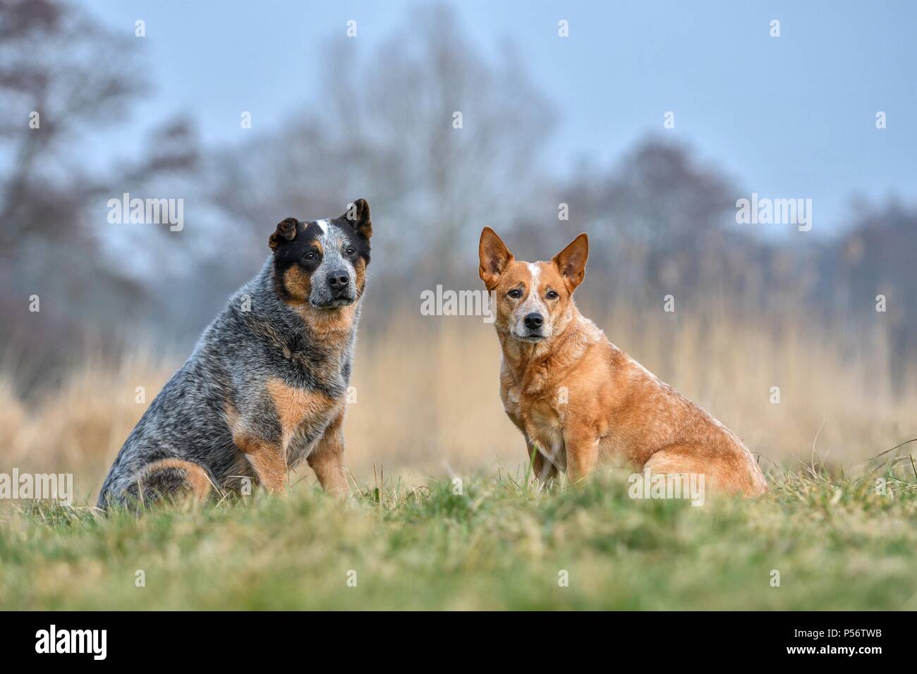 2 Australian bovini cani Foto Stock