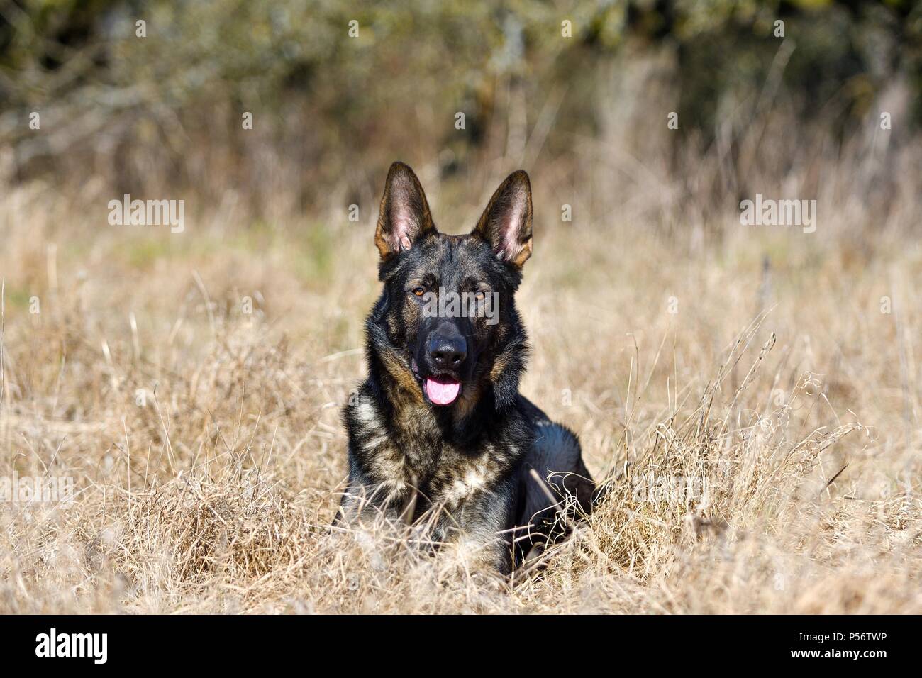 Giacente pastore tedesco RDT Foto Stock