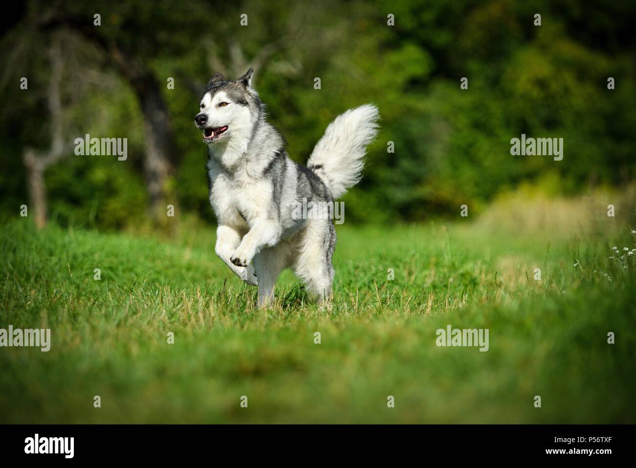 Esecuzione di Alaskan Malamute Foto Stock
