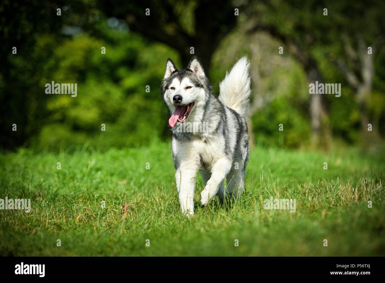 Esecuzione di Alaskan Malamute Foto Stock