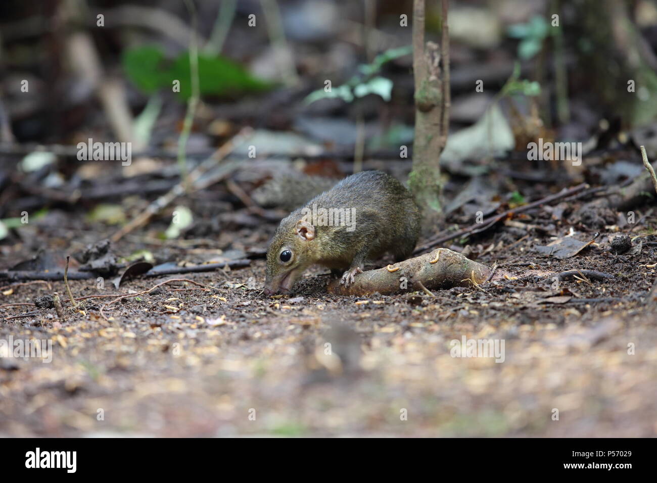 Treeshrew settentrionale (Tupaia belangeri) in Da lat, Vietnam Foto Stock