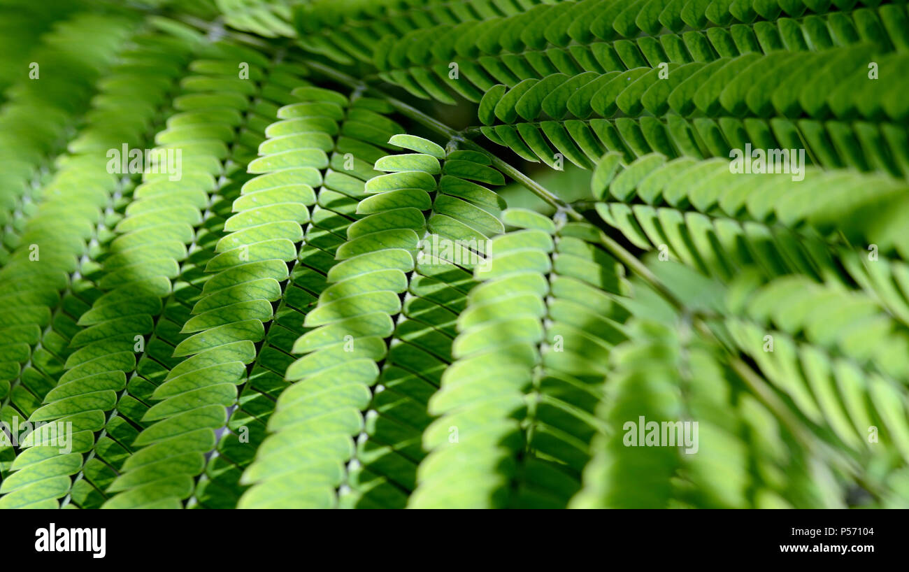 Acacia foglia come sfondo per il desktop wallpaper Foto Stock