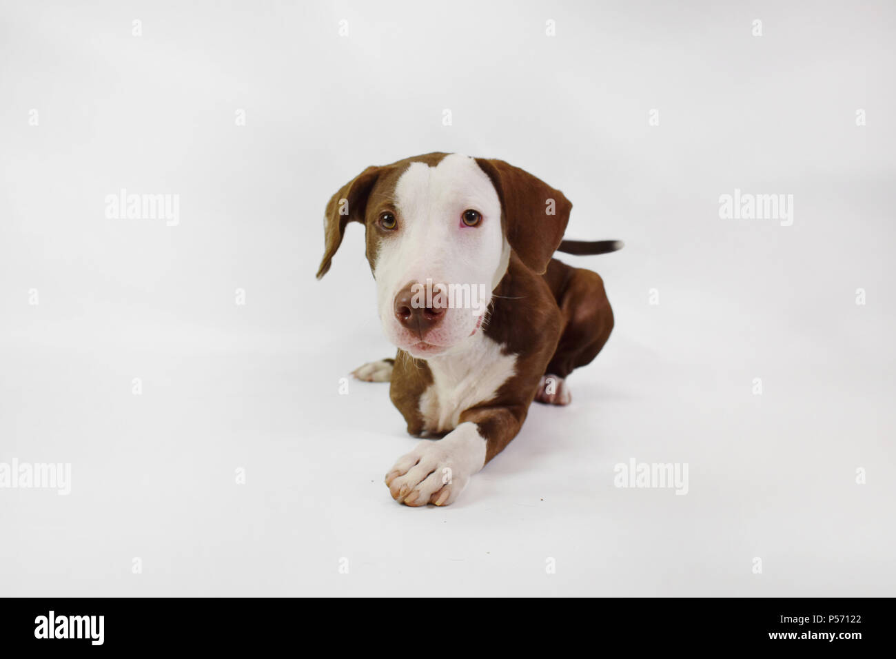 Il Labrador mix treppiede shelter cane, tre gambe, manca una gamba, isolato su sfondo bianco in studio Foto Stock