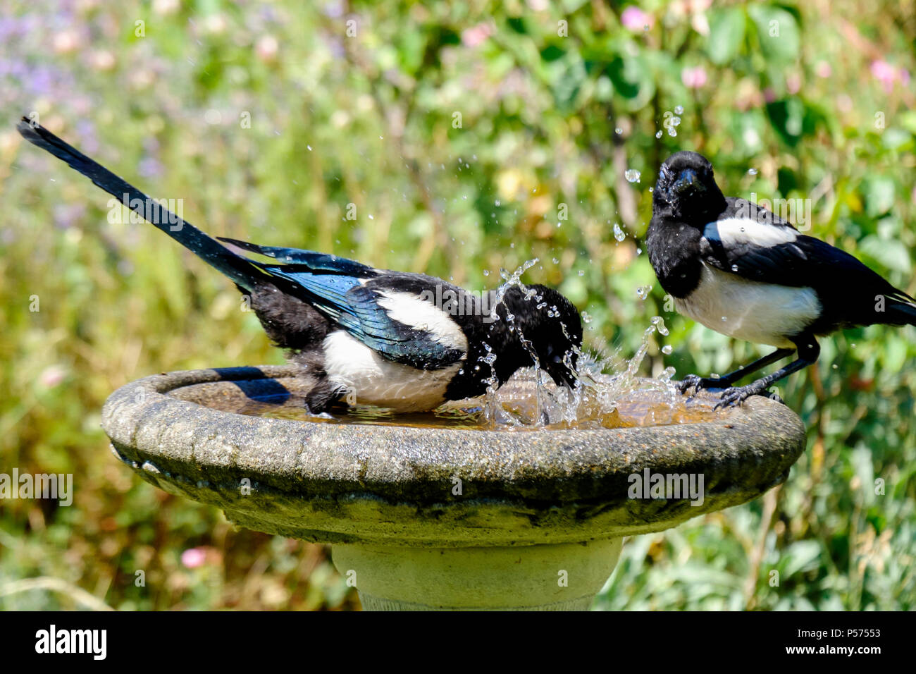 I giovani magpies si rinfrescano in un bagno di uccelli in giardino durante l'ondata di caldo estiva, Londra Regno Unito Foto Stock