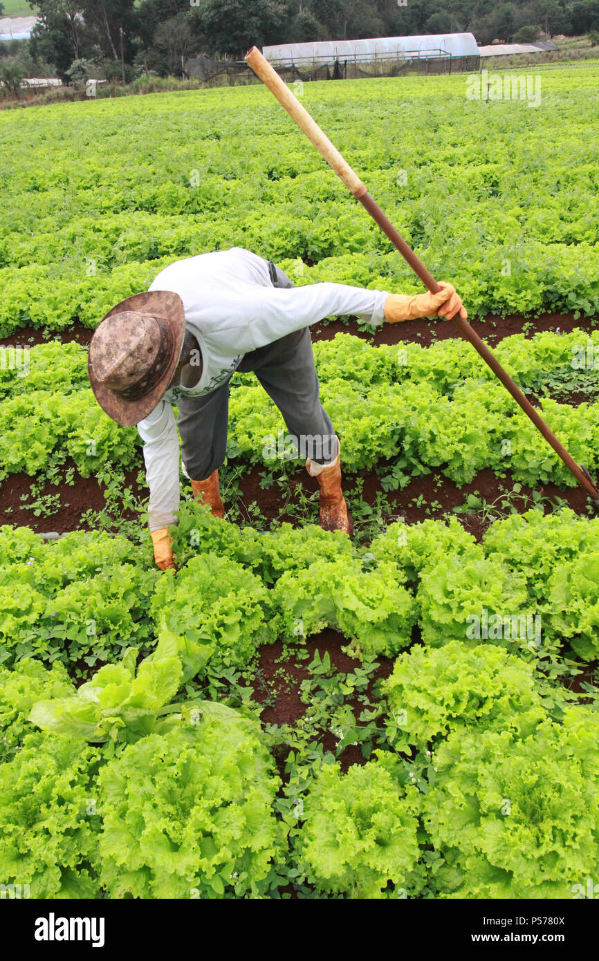 CAMPO MOURÃO, PR - 25.06.2018: PREÇO DA PASSARE ALFACE EM ALTA n. PR - Il prezzo della lattuga continua a crescere nei mercati del Campo Mourão regione, nella regione Centro-Ovest del Paraná, anche con l'inizio dell'inverno quando vi è un minore consumo di verdura. La testa della lattuga costi tra R $ 3.50 e R $ 3,90. I produttori sostengono che il clima piovoso ha reso la lattuga, più piccoli come il ciclo ritardato lo sviluppo di lattuga. Nella foto, lavoratori rurali sarchiatura piantagione di lattuga in Campo Mourão. (Foto: Dirceu Portogallo/Fotoarena) Foto Stock