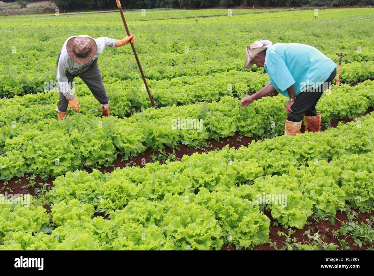 CAMPO MOURÃO, PR - 25.06.2018: PREÇO DA PASSARE ALFACE EM ALTA n. PR - Il prezzo della lattuga continua a crescere nei mercati del Campo Mourão regione, nella regione Centro-Ovest del Paraná, anche con l'inizio dell'inverno quando vi è un minore consumo di verdura. La testa della lattuga costi tra R $ 3.50 e R $ 3,90. I produttori sostengono che il clima piovoso ha reso la lattuga, più piccoli come il ciclo ritardato lo sviluppo di lattuga. Nella foto, lavoratori rurali sarchiatura piantagione di lattuga in Campo Mourão. (Foto: Dirceu Portogallo/Fotoarena) Foto Stock