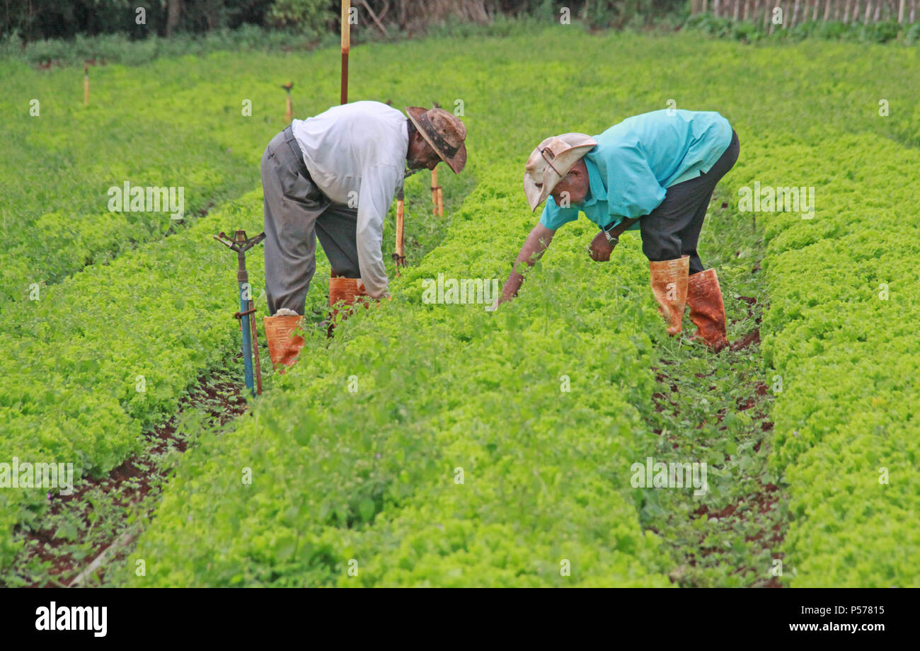 CAMPO MOURÃO, PR - 25.06.2018: PREÇO DA PASSARE ALFACE EM ALTA n. PR - Il prezzo della lattuga continua a crescere nei mercati del Campo Mourão regione, nella regione Centro-Ovest del Paraná, anche con l'inizio dell'inverno quando vi è un minore consumo di verdura. La testa della lattuga costi tra R $ 3.50 e R $ 3,90. I produttori sostengono che il clima piovoso ha reso la lattuga, più piccoli come il ciclo ritardato lo sviluppo di lattuga. Nella foto, lavoratori rurali sarchiatura piantagione di lattuga in Campo Mourão. (Foto: Dirceu Portogallo/Fotoarena) Foto Stock