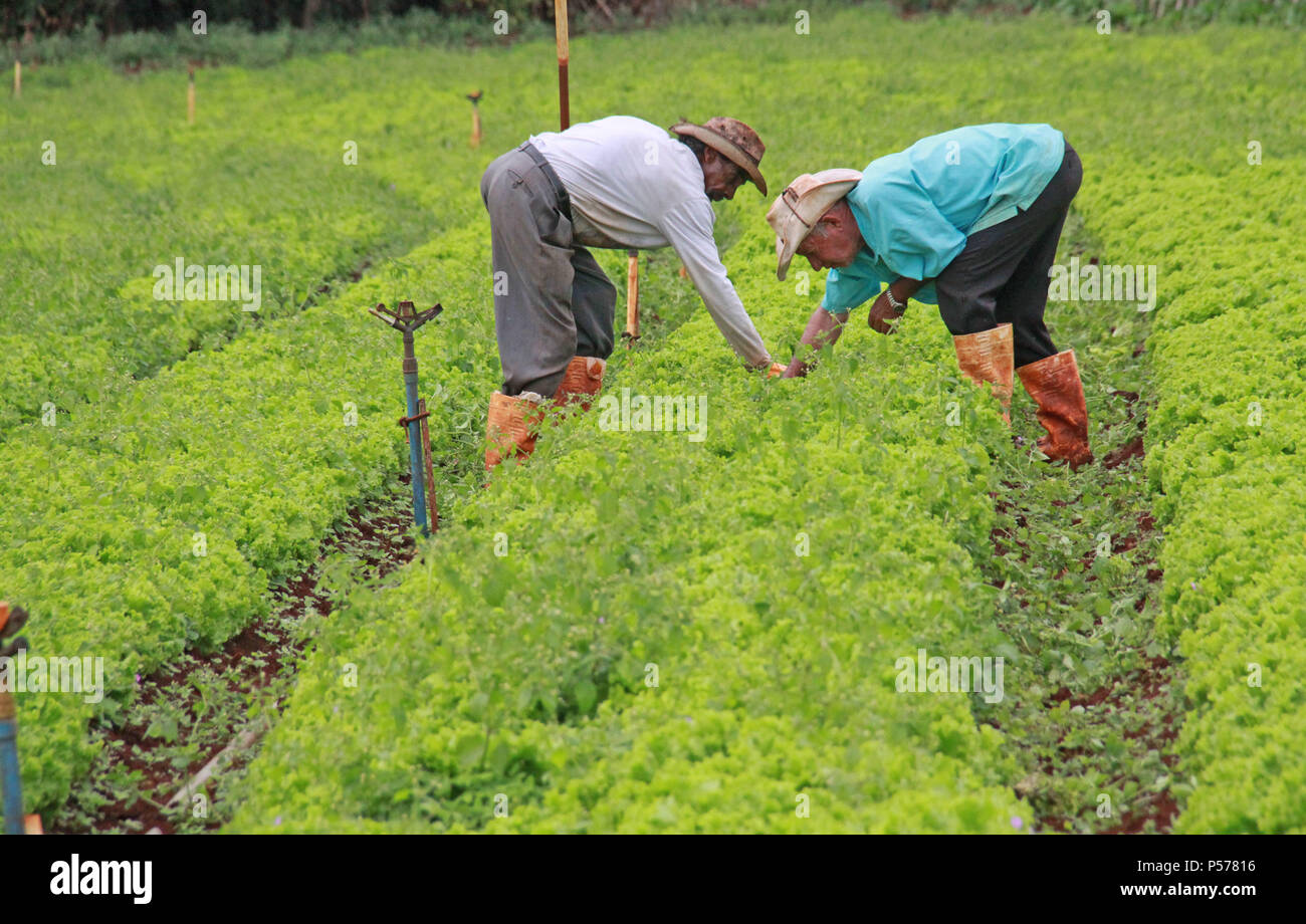 CAMPO MOURÃO, PR - 25.06.2018: PREÇO DA PASSARE ALFACE EM ALTA n. PR - Il prezzo della lattuga continua a crescere nei mercati del Campo Mourão regione, nella regione Centro-Ovest del Paraná, anche con l'inizio dell'inverno quando vi è un minore consumo di verdura. La testa della lattuga costi tra R $ 3.50 e R $ 3,90. I produttori sostengono che il clima piovoso ha reso la lattuga, più piccoli come il ciclo ritardato lo sviluppo di lattuga. Nella foto, lavoratori rurali sarchiatura piantagione di lattuga in Campo Mourão. (Foto: Dirceu Portogallo/Fotoarena) Foto Stock