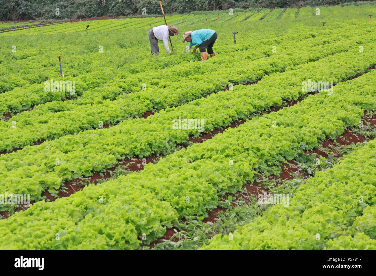 CAMPO MOURÃO, PR - 25.06.2018: PREÇO DA PASSARE ALFACE EM ALTA n. PR - Il prezzo della lattuga continua a crescere nei mercati del Campo Mourão regione, nella regione Centro-Ovest del Paraná, anche con l'inizio dell'inverno quando vi è un minore consumo di verdura. La testa della lattuga costi tra R $ 3.50 e R $ 3,90. I produttori sostengono che il clima piovoso ha reso la lattuga, più piccoli come il ciclo ritardato lo sviluppo di lattuga. Nella foto, lavoratori rurali sarchiatura piantagione di lattuga in Campo Mourão. (Foto: Dirceu Portogallo/Fotoarena) Foto Stock