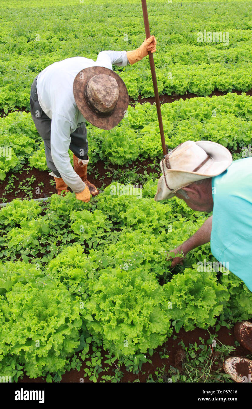 CAMPO MOURÃO, PR - 25.06.2018: PREÇO DA PASSARE ALFACE EM ALTA n. PR - Il prezzo della lattuga continua a crescere nei mercati del Campo Mourão regione, nella regione Centro-Ovest del Paraná, anche con l'inizio dell'inverno quando vi è un minore consumo di verdura. La testa della lattuga costi tra R $ 3.50 e R $ 3,90. I produttori sostengono che il clima piovoso ha reso la lattuga, più piccoli come il ciclo ritardato lo sviluppo di lattuga. Nella foto, lavoratori rurali sarchiatura piantagione di lattuga in Campo Mourão. (Foto: Dirceu Portogallo/Fotoarena) Foto Stock