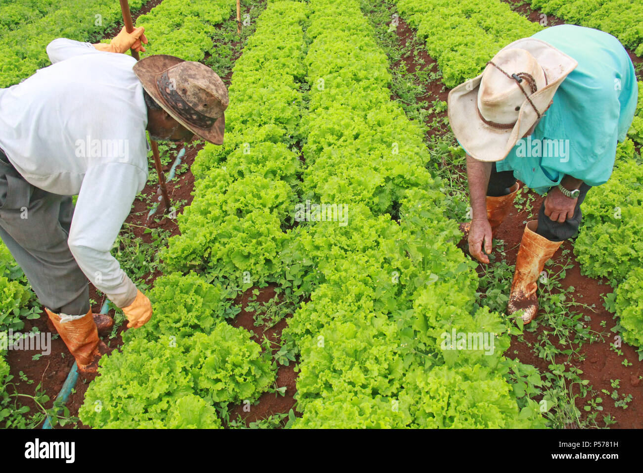 CAMPO MOURÃO, PR - 25.06.2018: PREÇO DA PASSARE ALFACE EM ALTA n. PR - Il prezzo della lattuga continua a crescere nei mercati del Campo Mourão regione, nella regione Centro-Ovest del Paraná, anche con l'inizio dell'inverno quando vi è un minore consumo di verdura. La testa della lattuga costi tra R $ 3.50 e R $ 3,90. I produttori sostengono che il clima piovoso ha reso la lattuga, più piccoli come il ciclo ritardato lo sviluppo di lattuga. Nella foto, lavoratori rurali sarchiatura piantagione di lattuga in Campo Mourão. (Foto: Dirceu Portogallo/Fotoarena) Foto Stock