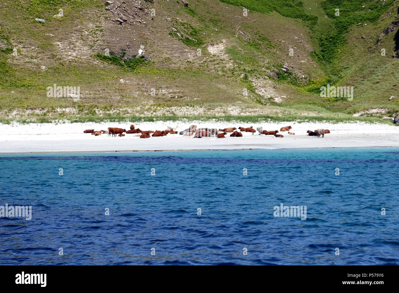 Mull, Scotland, Regno Unito. Il 25 giugno, 2018. Più mucche che persone a prendere il sole su uno dei Mull di spiagge di sabbia bianca, come le temperature continueranno ad aumentare. Credito: PictureScotland/Alamy Live News Foto Stock