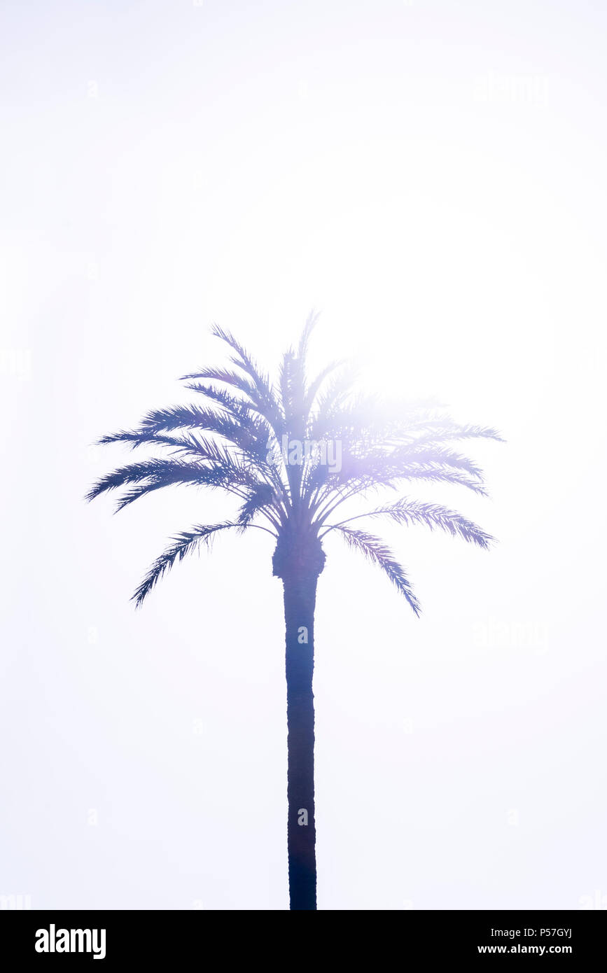 Palm (Arecaceae) contro la luce, il cielo luminoso Foto Stock