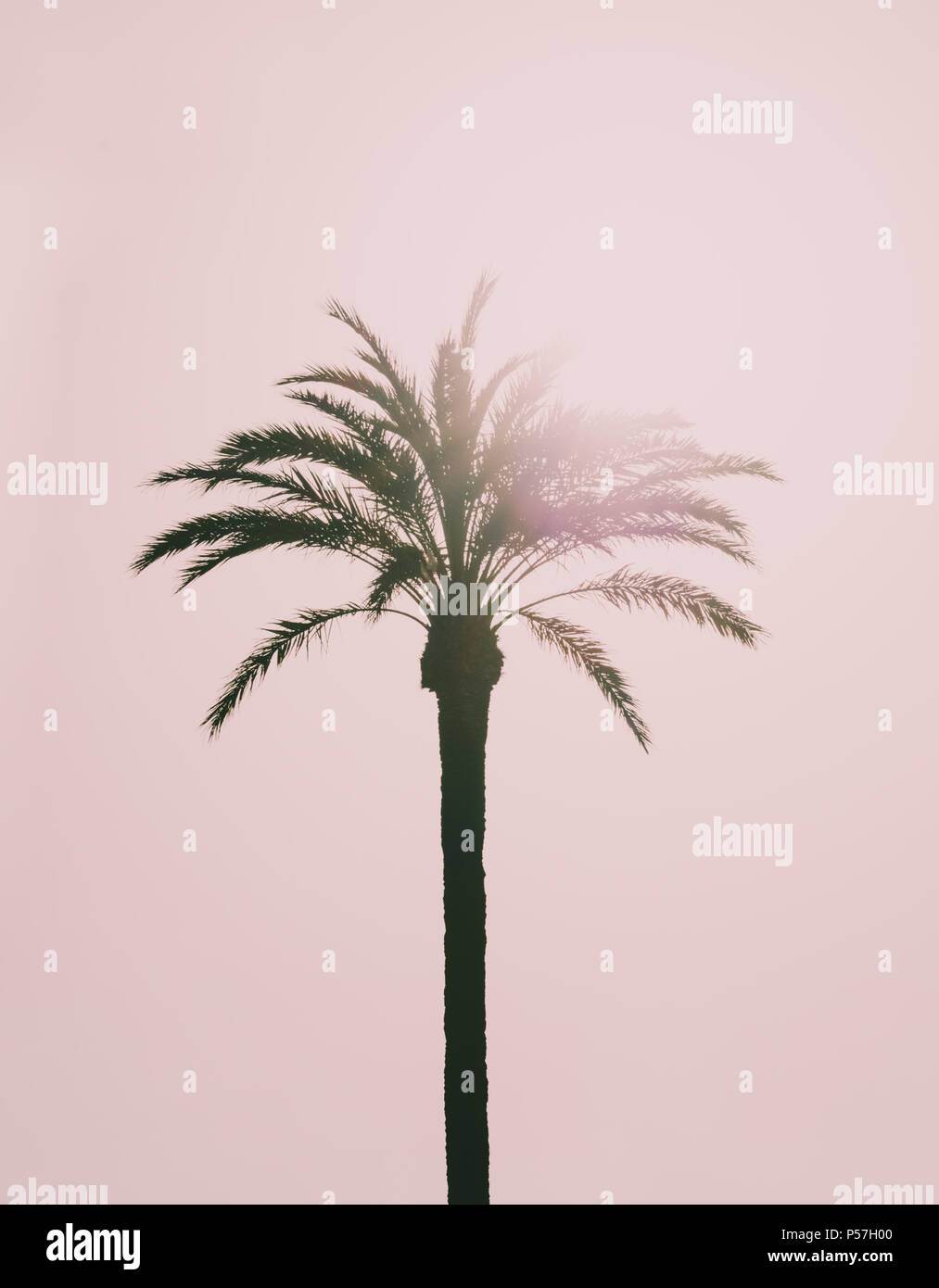 Palm (Arecaceae) retroilluminato, tonalità rosa Foto Stock