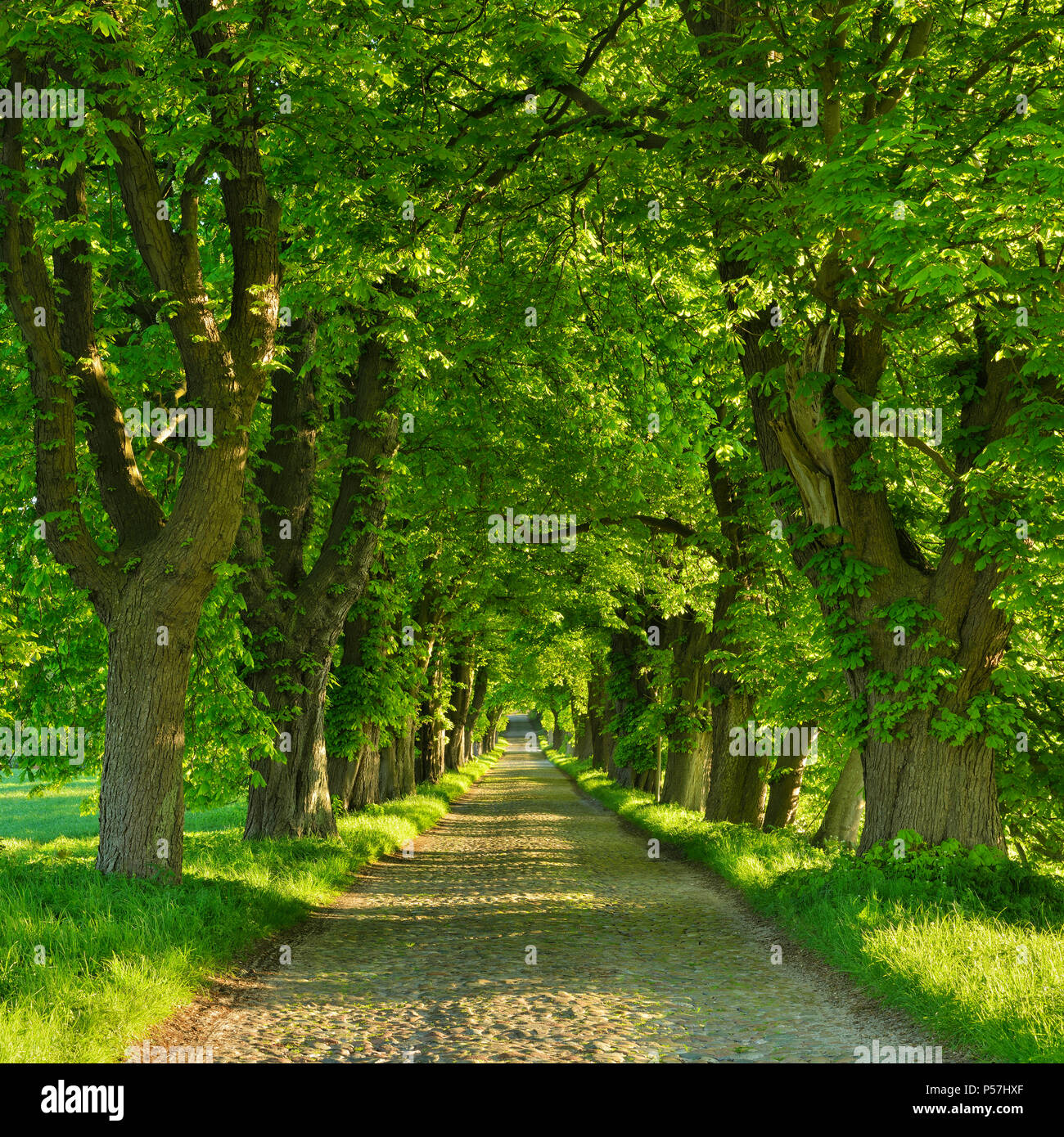 Kastanienallee, old cobblestone pavement, vicino Binz, isola di Rügen, Meclemburgo-Pomerania, Germania Foto Stock