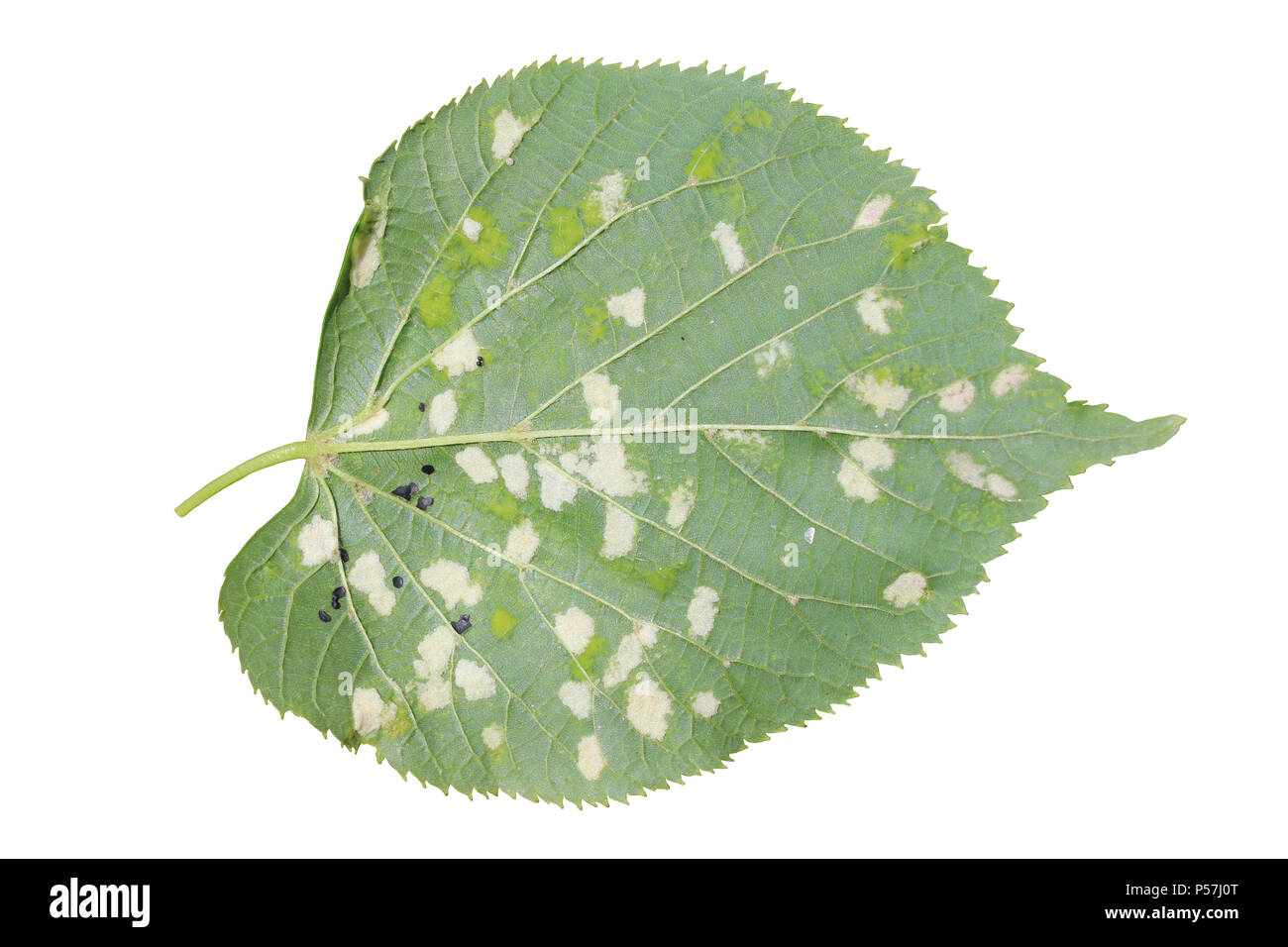 Danni al Tilia europaea leaf causata dal feltro di calce gall acaro Eriophyes leiosoma Foto Stock