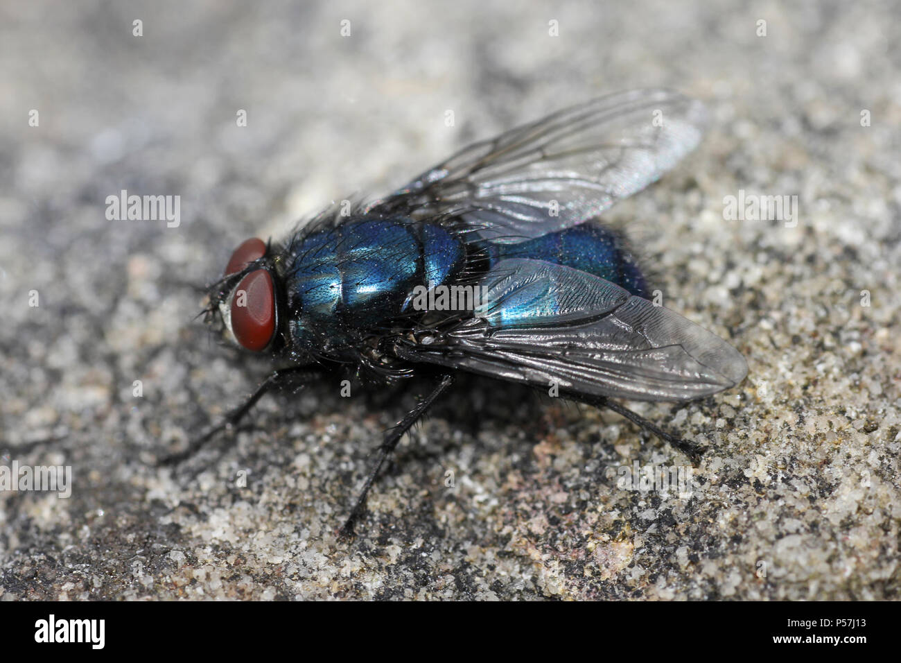 Bluebottle fly a.k.a. Bottlebee Calliphora vomitoria Foto Stock