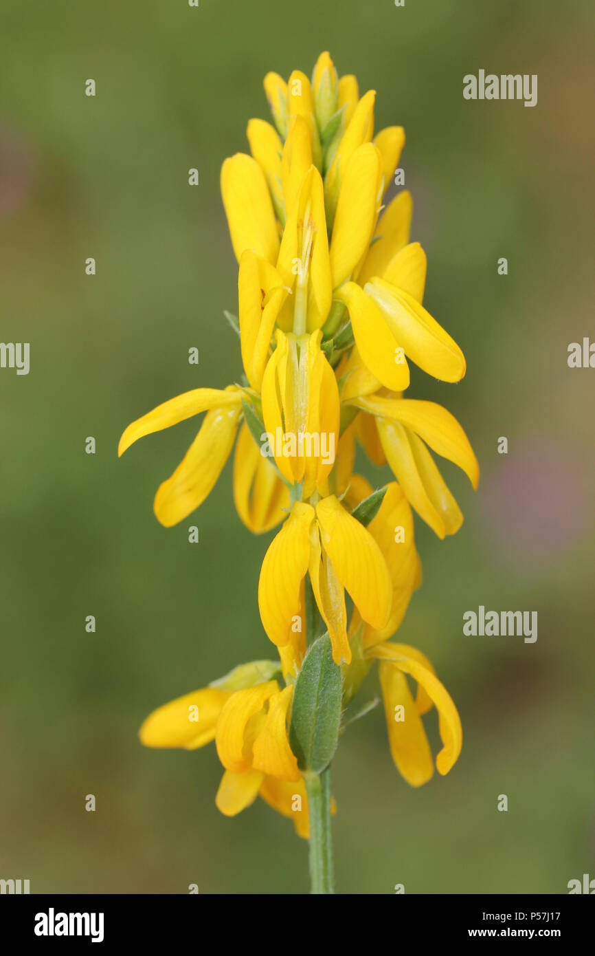 Dyer's Greenweed Genista tinctoria - un importante foodplant per molti inglesi tarme e insetti Foto Stock