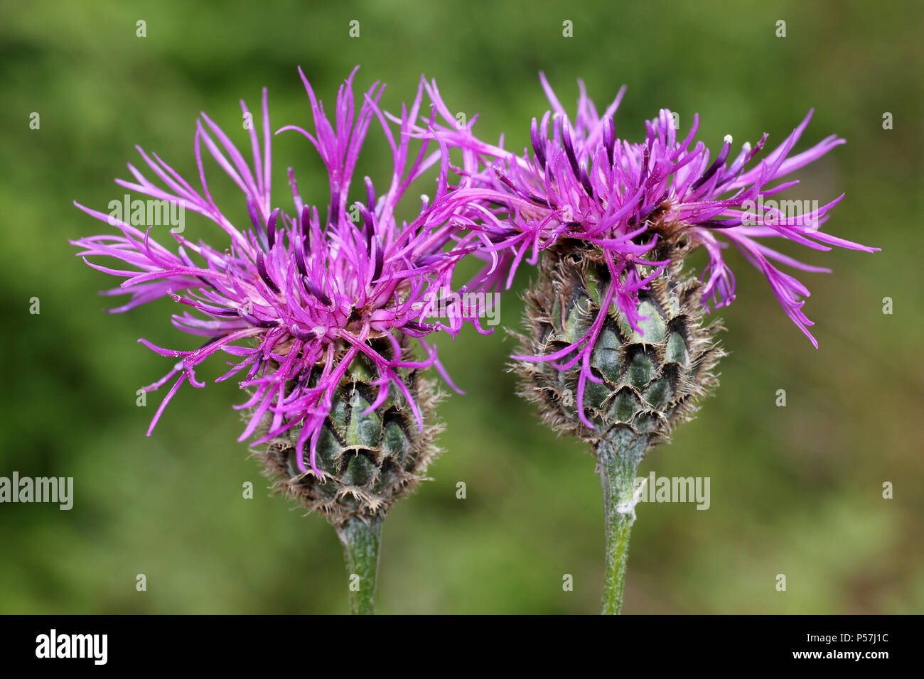 Maggiore Fiordaliso Centaurea scabiosa Foto Stock