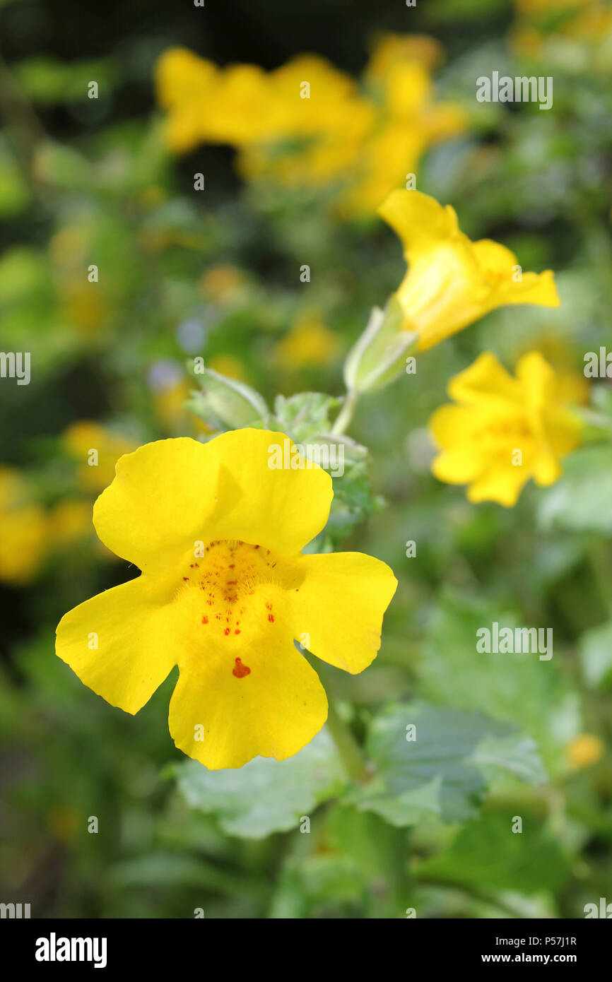 Monkeyflower Erythranthe guttata precedentemente Mimulus guttatus, un non-nativo, pianta invasiva per il Regno Unito Foto Stock