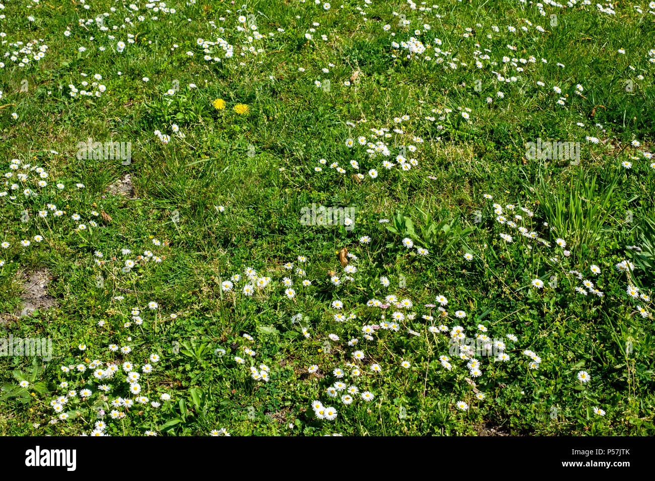 Bianco Fiori margherite, prato, Alsazia, Francia, Europa Foto Stock