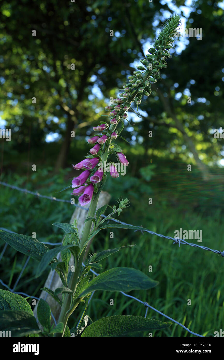 Wild foxglove fiori sulla periferia di fecce Brabourne vicino a Ashford, Kent, Regno Unito Foto Stock