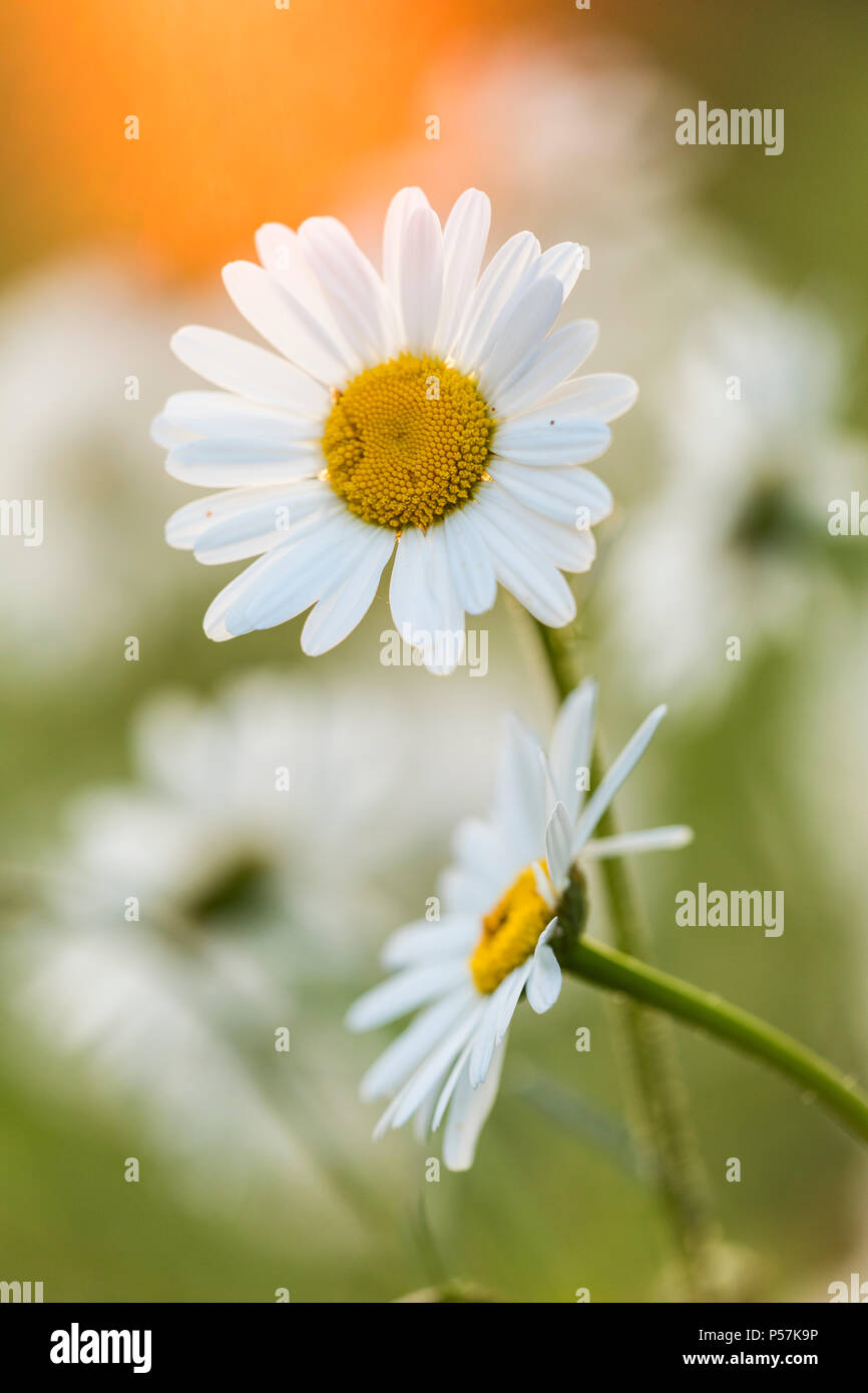 Margherita occhio di bue Leucanthemum vulgare fiore contro il sole di setting dando un bagliore arancione Foto Stock
