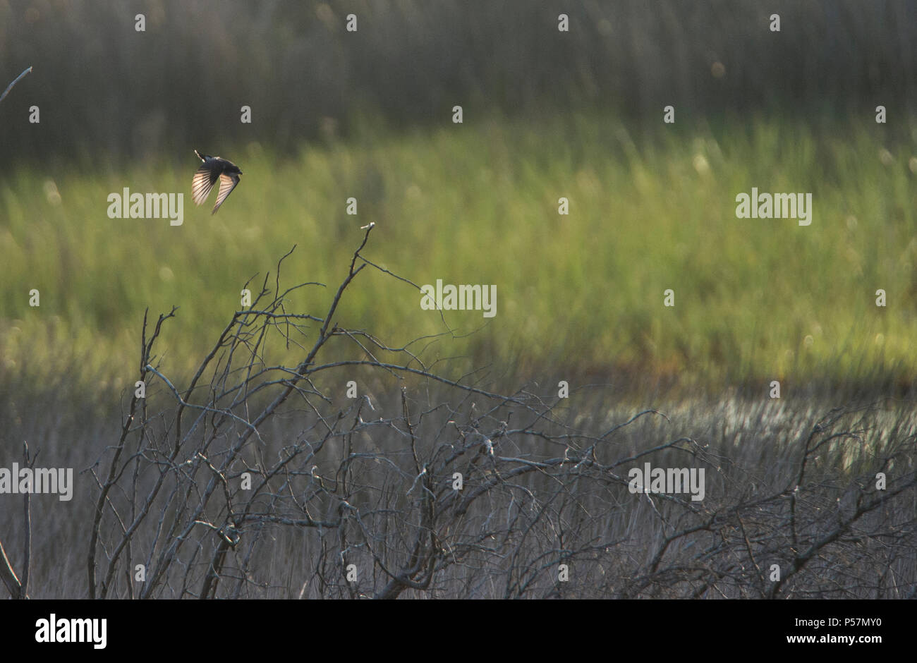 Stati Uniti: Giugno 23, 2018: TA re bird opere le saline per il cibo sulla isola Ocracoke North Carolina. Foto di Douglas Graham/WLP Foto Stock