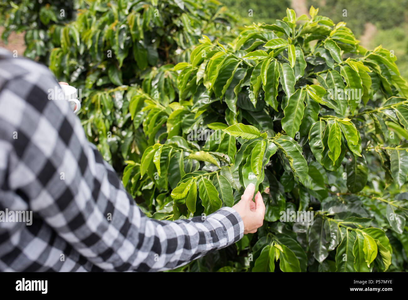La donna che mostra la pianta del caffè sulla piantagione di caffè Foto Stock