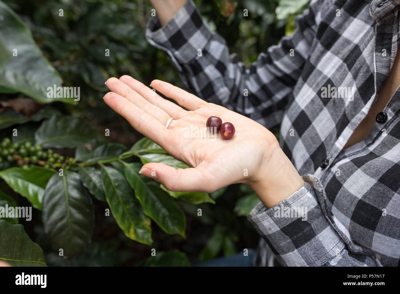 I chicchi di caffè in differenti stadi presentati in mani Foto Stock