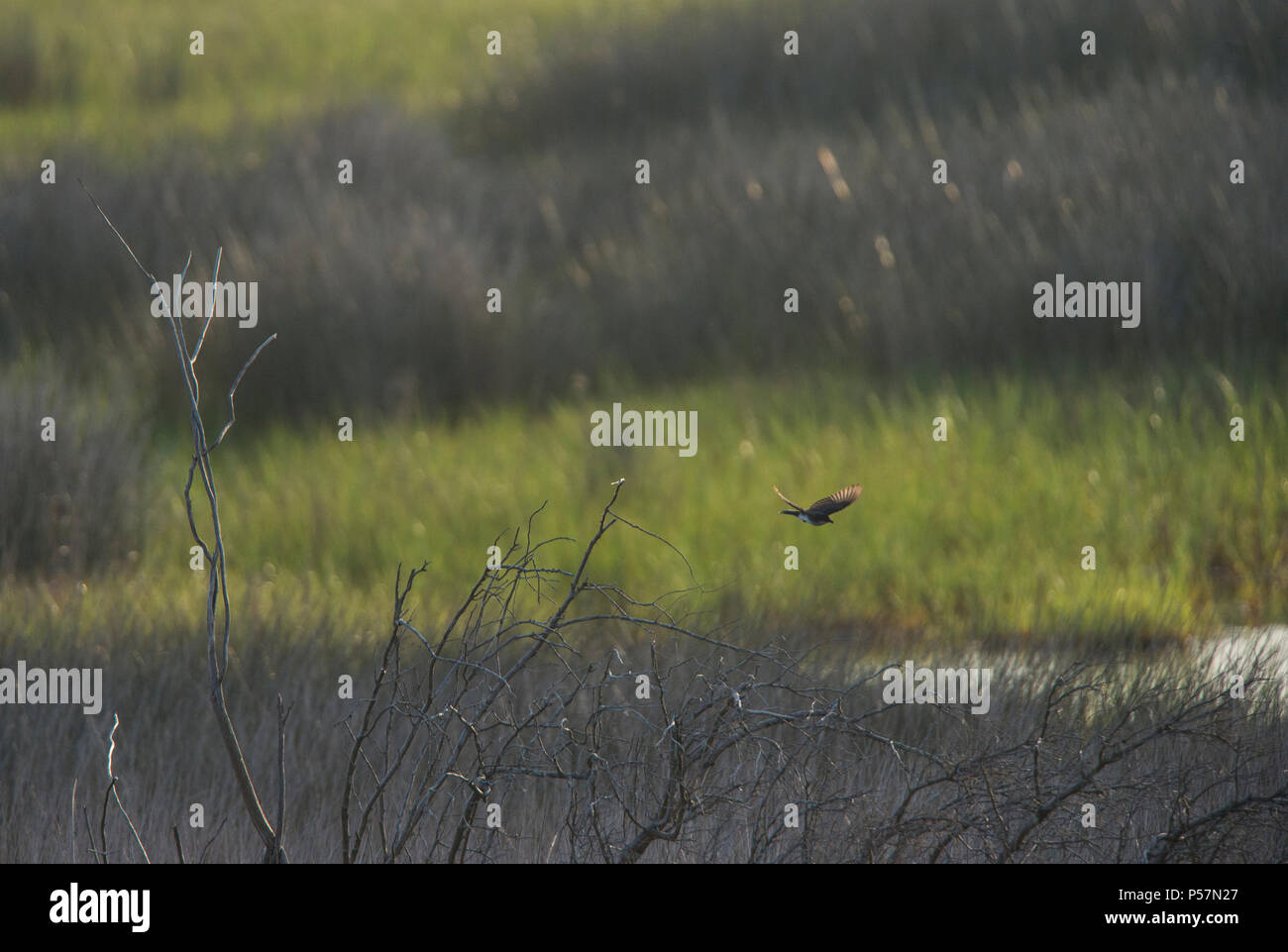 Stati Uniti: Giugno 23, 2018: TA re bird opere le saline per il cibo sulla isola Ocracoke North Carolina. Foto di Douglas Graham/WLP Foto Stock