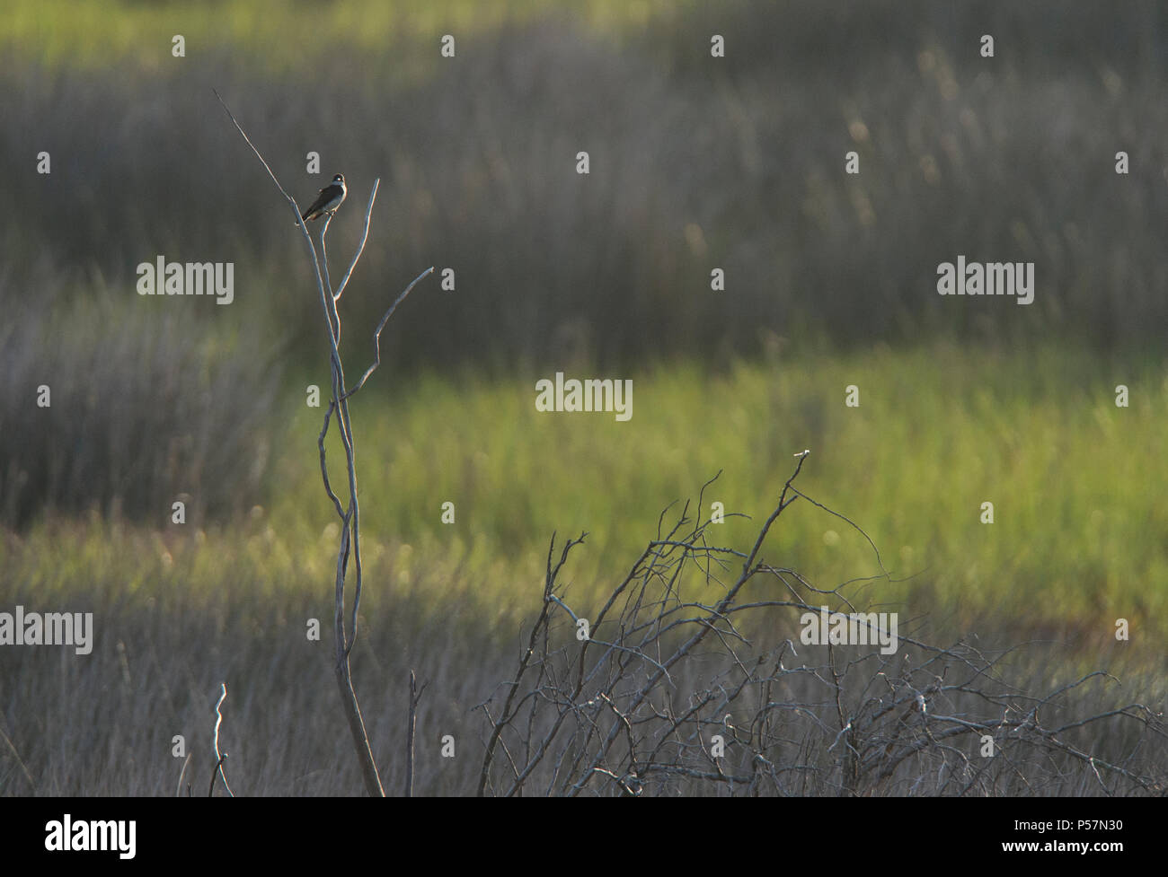 Stati Uniti: Giugno 23, 2018: TA re bird opere le saline per il cibo sulla isola Ocracoke North Carolina. Foto di Douglas Graham/WLP Foto Stock