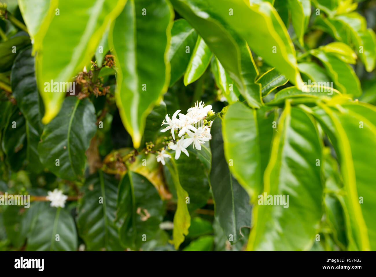 Bellissimi fiori di caffè sulla piantagione in Jerico, Colombia nello stato di Antioquia. Foto Stock