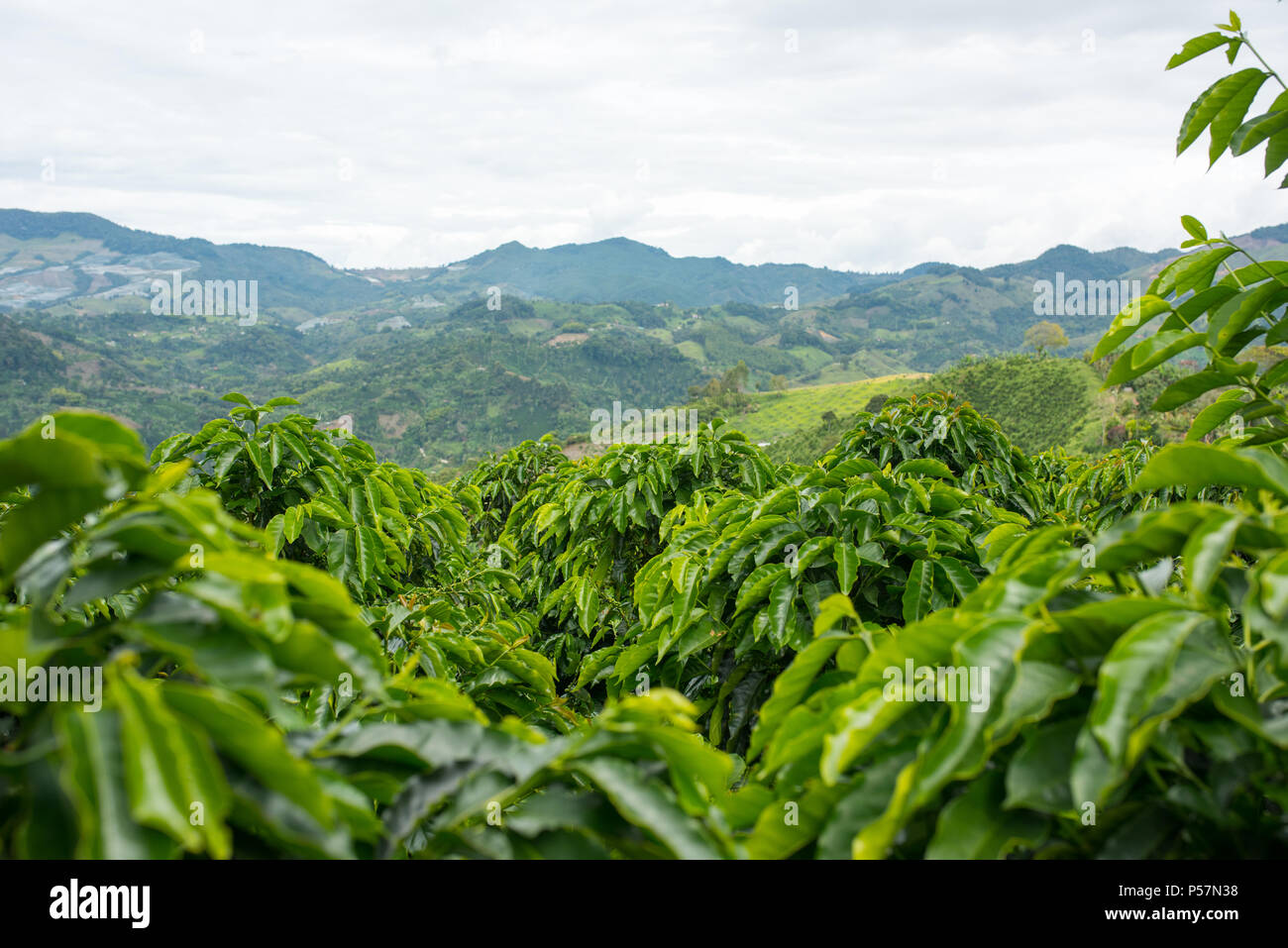 Piantagione di caffè in Jerico, Colombia nello stato di Antioquia. Foto Stock