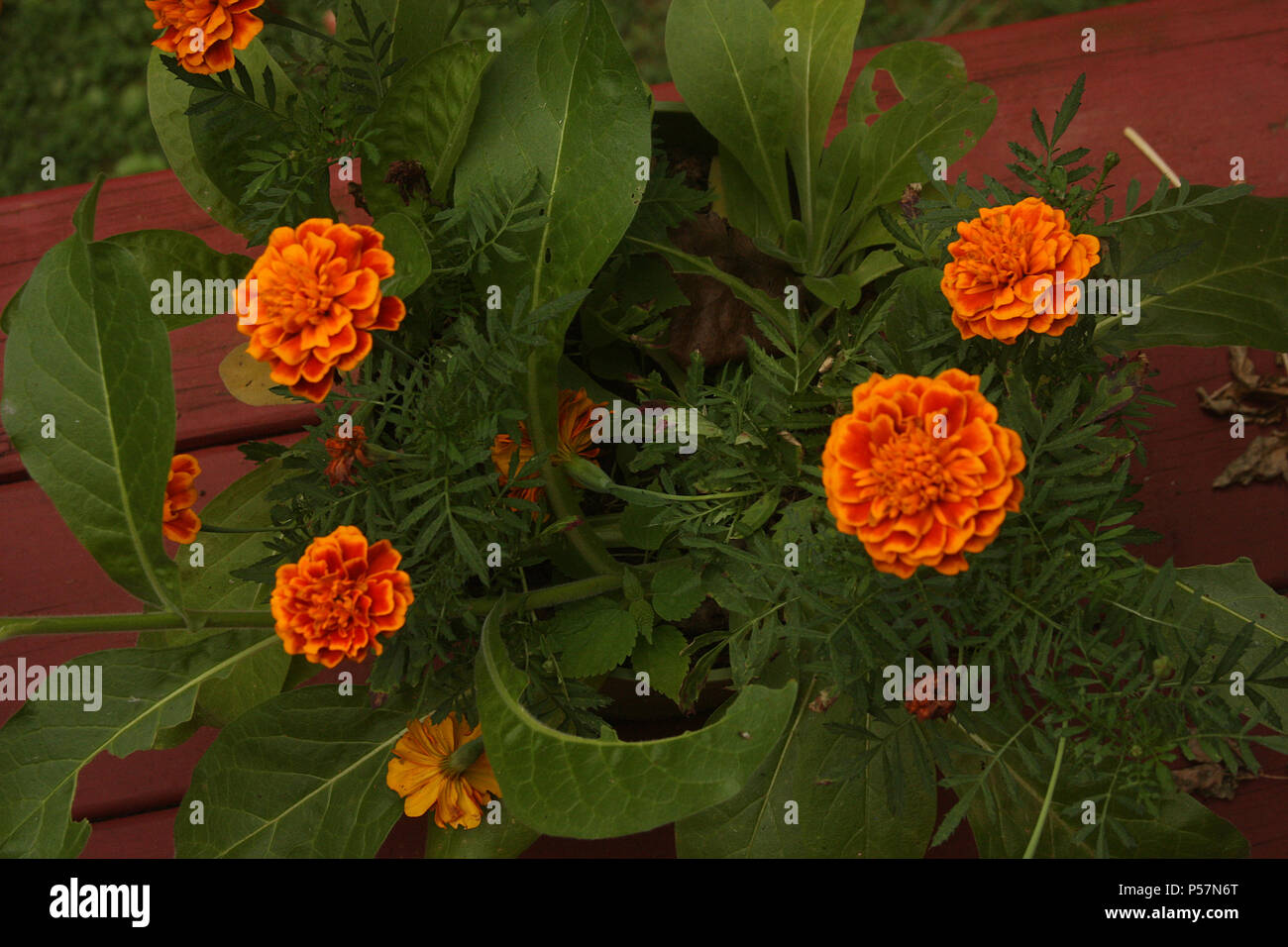 Close-up di fiori di tagete Foto Stock