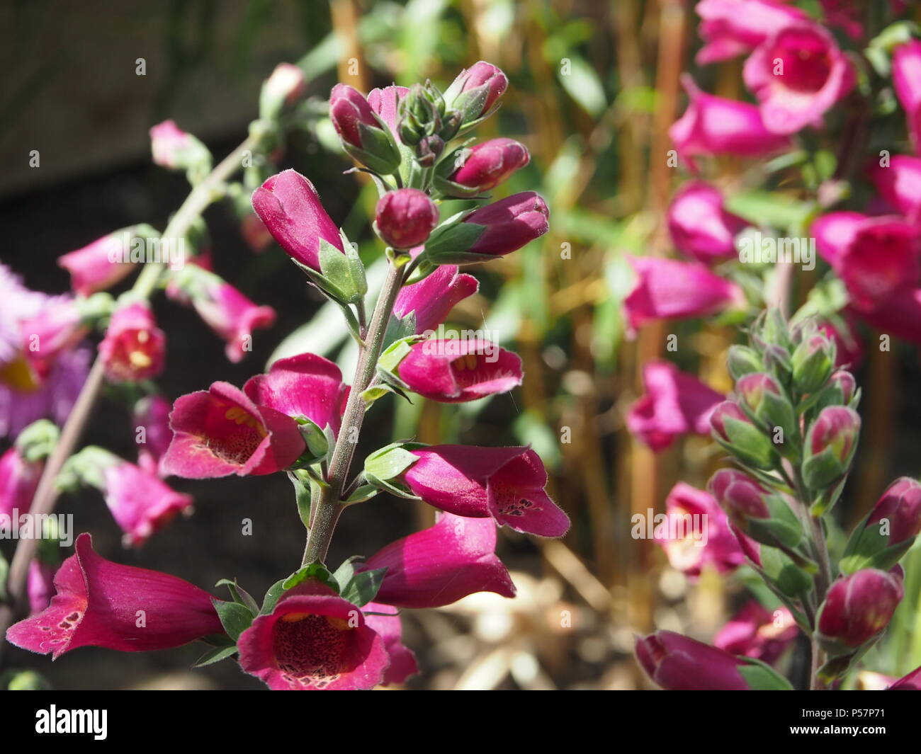 Foxglove viola fiori sotto il sole Foto Stock