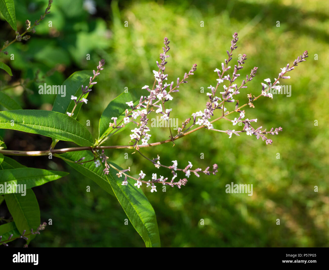 Al profumo di limone fogliame e pannocchie di piccoli fiori bianchi della metà hardy verbena del limone, Aloysia citrodora Foto Stock