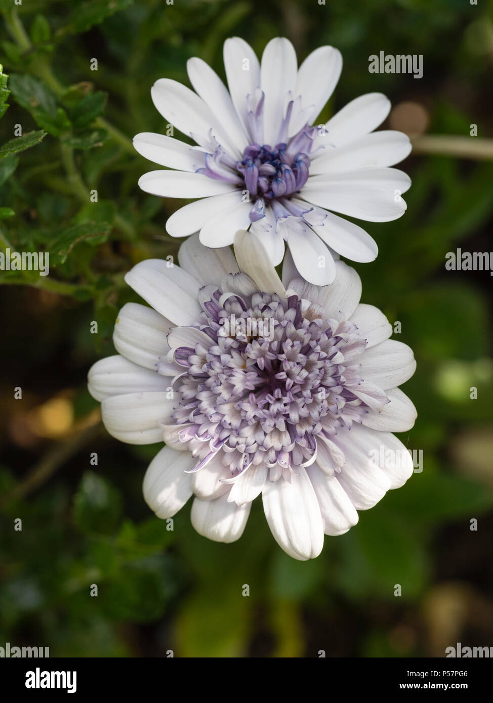 Argenteo centro raddoppiato e white ray petali della fioritura estiva, metà ardito perenne cape daisy, Osteospermum ecklonis '3d'Argento" Foto Stock