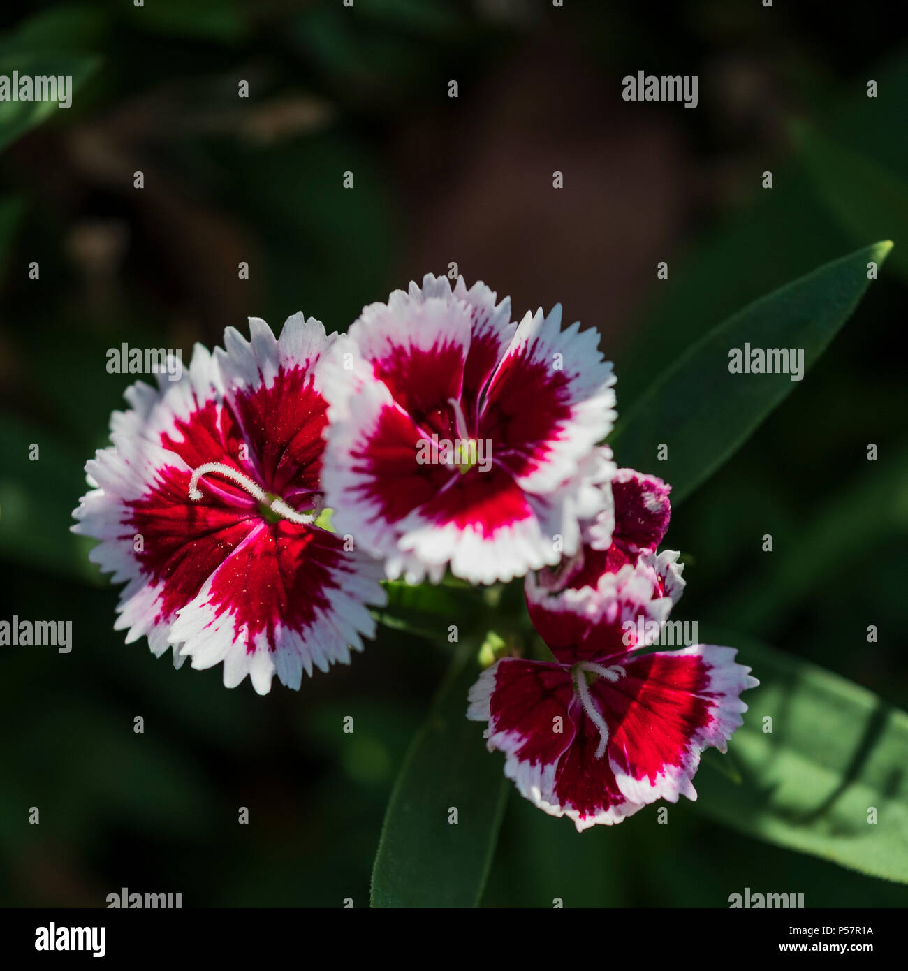 Il bianco e il rosso Dianthus barbatus fiori in pezzata dalla luce del sole. Oklahoma, Stati Uniti d'America. Foto Stock