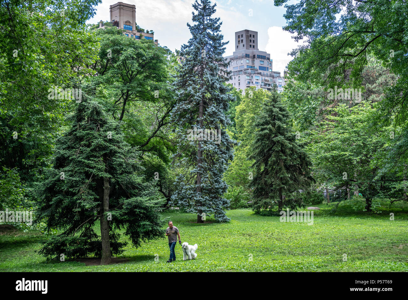 NEW YORK, Stati Uniti d'America. Un uomo cammina un cane nel Central Park di New York. Foto di Enrique Shore Foto Stock