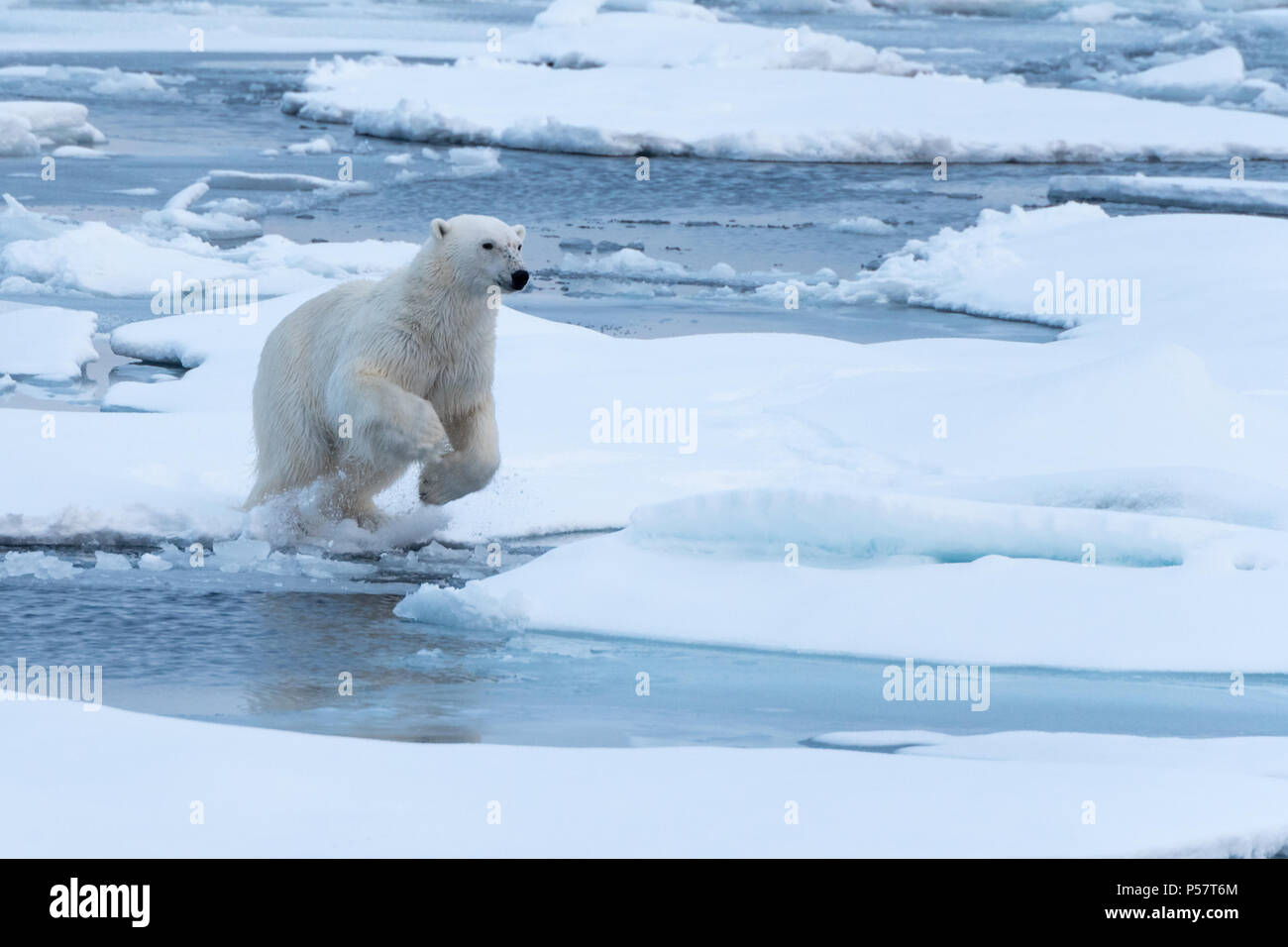 Orso polare si prepara a saltare un divario nel ghiaccio Foto Stock