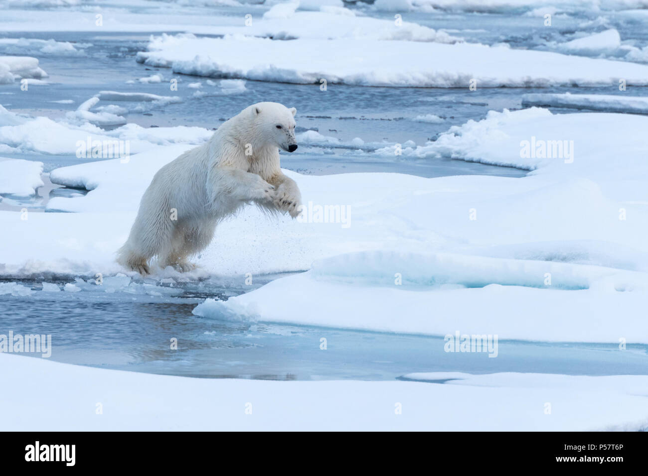 Orso polare saltando fra ice floes Foto Stock