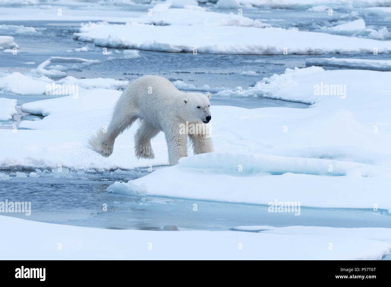 Orso polare jumping tra ice floes Foto Stock