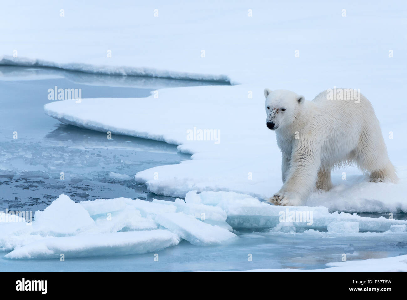 Orso polare salendo sul ghiaccio sottile Foto Stock