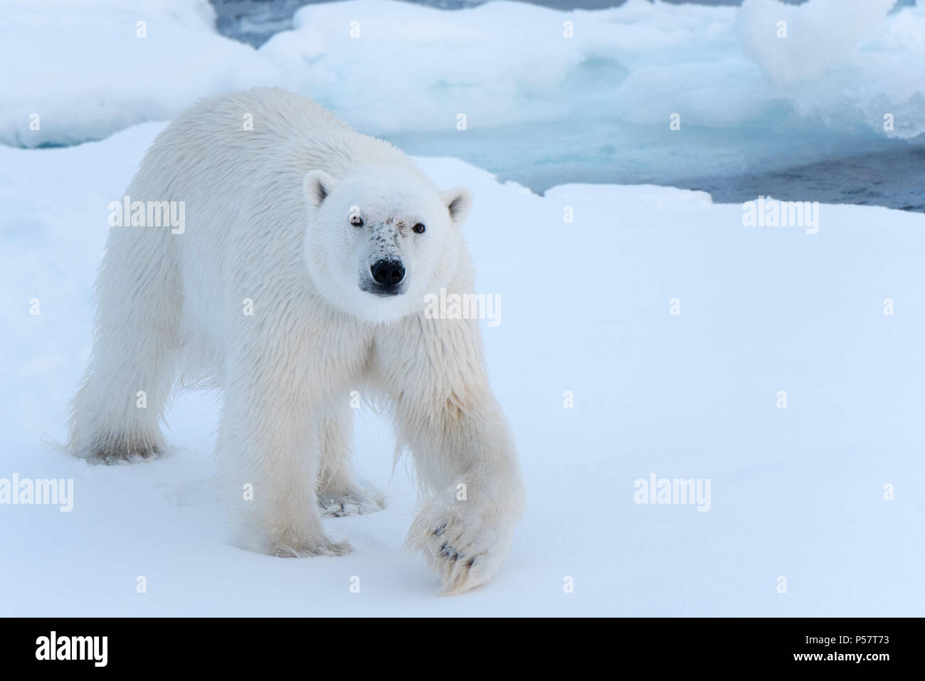 Orso polare a camminare verso la telecamera Foto Stock