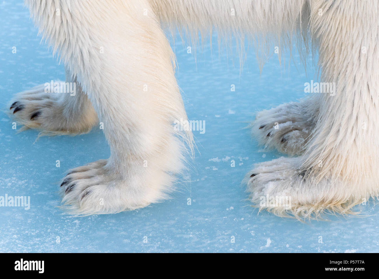 Close up di orsi polari zampe Foto Stock