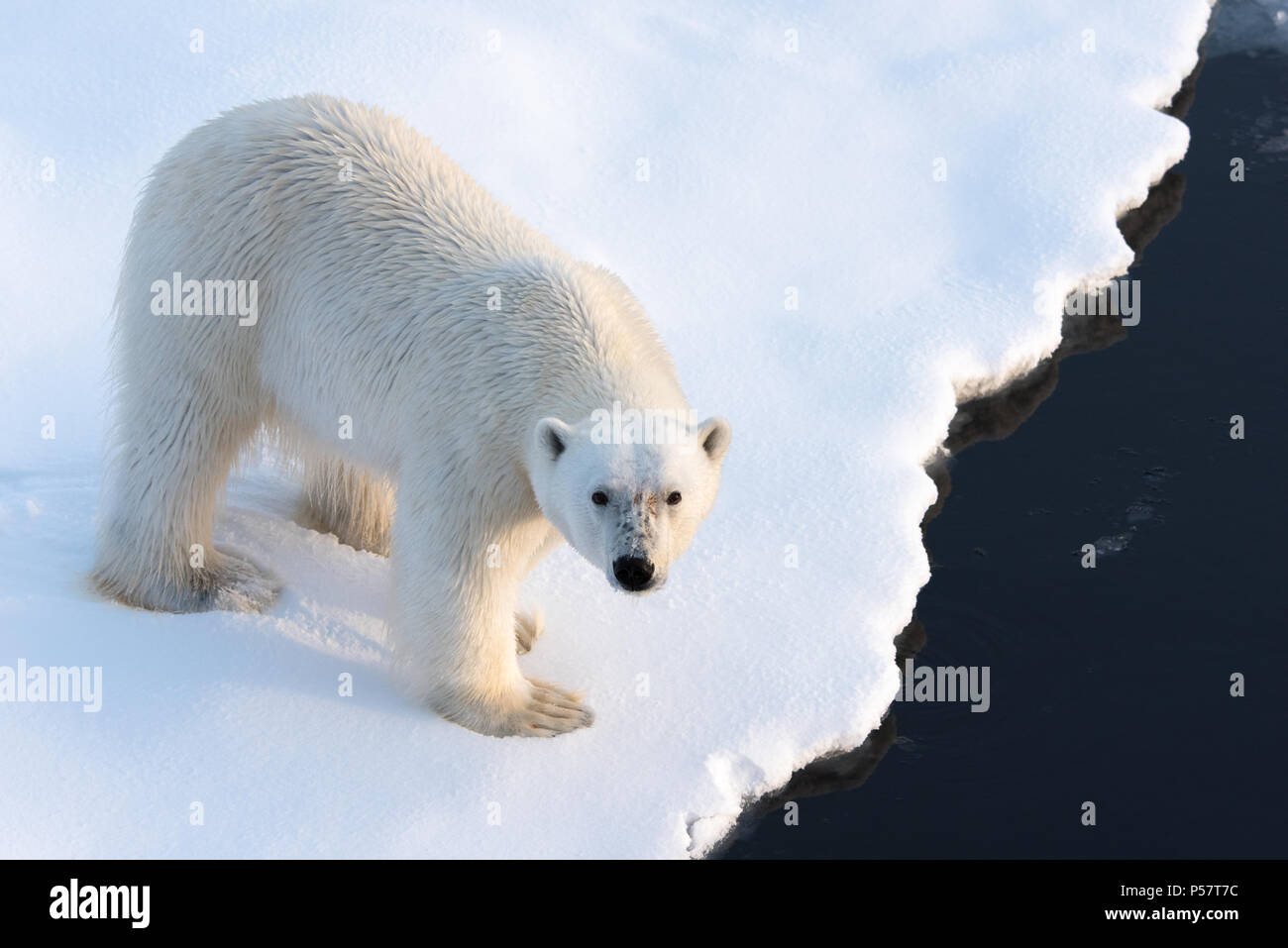 Close up Polar Bear guardando la fotocamera Foto Stock